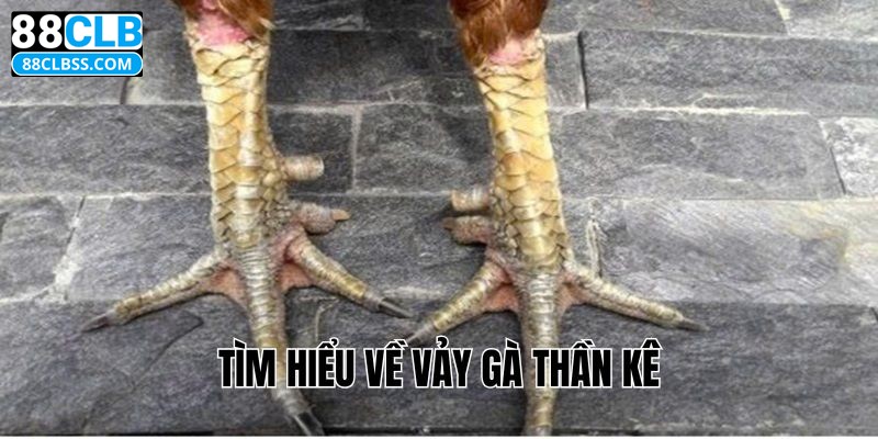 Tìm hiểu về vảy gà thần kê